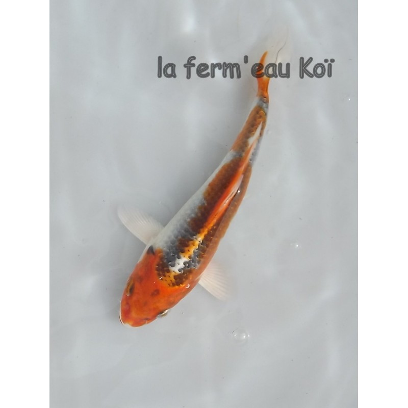 Kujaku 14-18cm Japon HIRASAWA tosaï