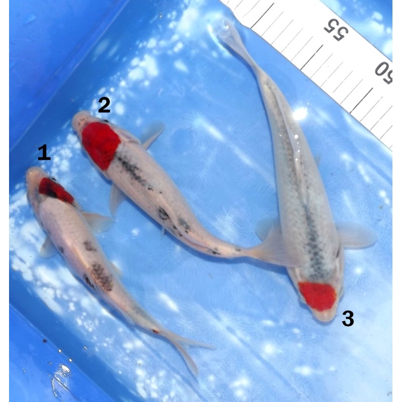 Tancho Goshiki éleveur Kazehiro