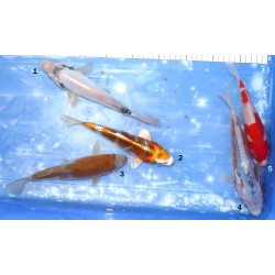 Kumonryu / Shusui / Ochiba / Kujaku / Kohaku éleveur Kazehiro