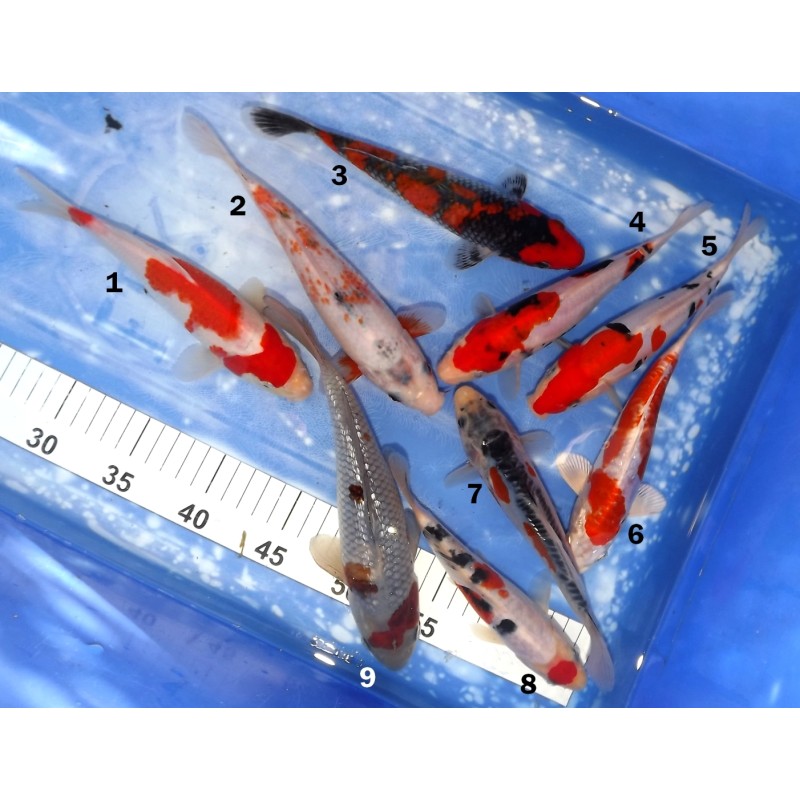 Mix Nisaï éleveur Ikarashi Ozumi