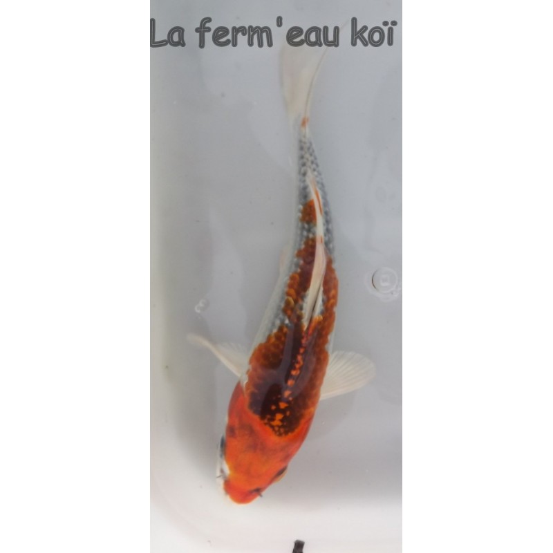 Kujaku 14-18cm Japon HIRASAWA tosaï