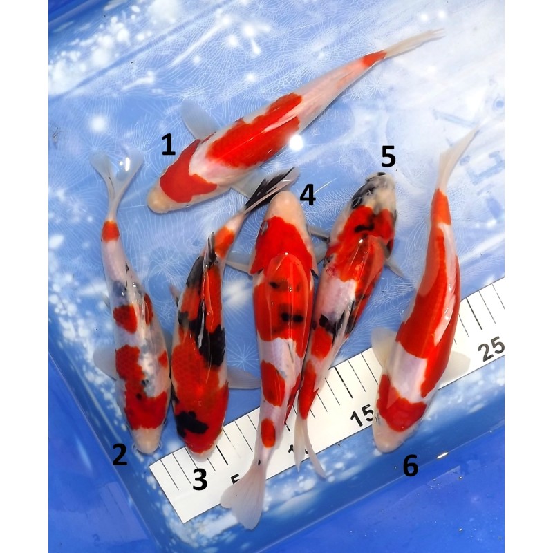 Nisaï HQ mix éleveur Takahashi