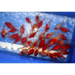 1 Tamasaba 10-15 cm lignées Hirashin X Kaneko