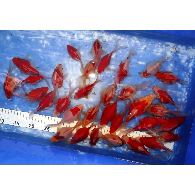 Lot de 3 Tamasaba 10-15 cm lignées Hirashin X Kaneko