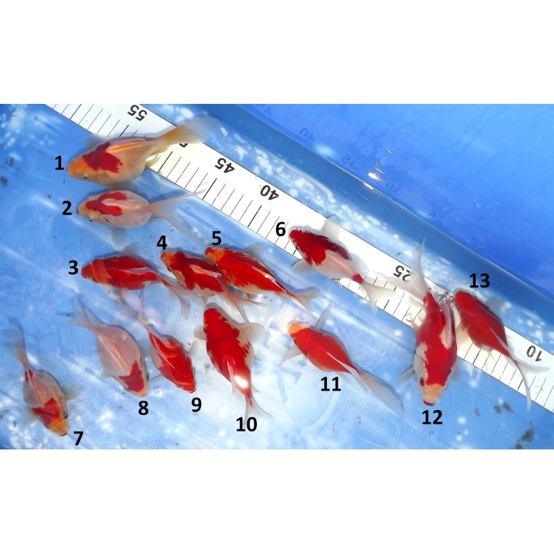 Tamasaba n°1-13   10-15 cm lignées Hirashin X Kaneko