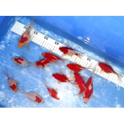 Tamasaba n°1-13   10-15 cm lignées Hirashin X Kaneko