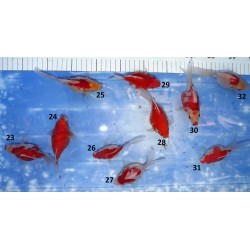 Tamasaba n°23-32   10-15 cm lignées Hirashin X Kaneko