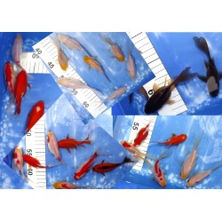 1 Shishidama 9-15 cm