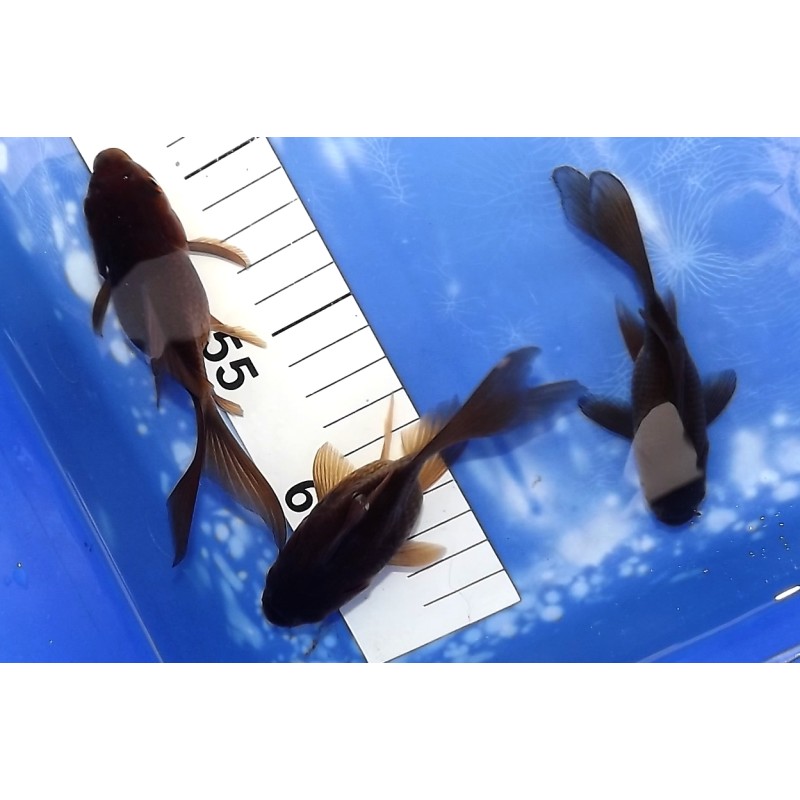 Black Shishidama 9-15 cm