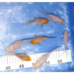 White Shishidama 9-15 cm