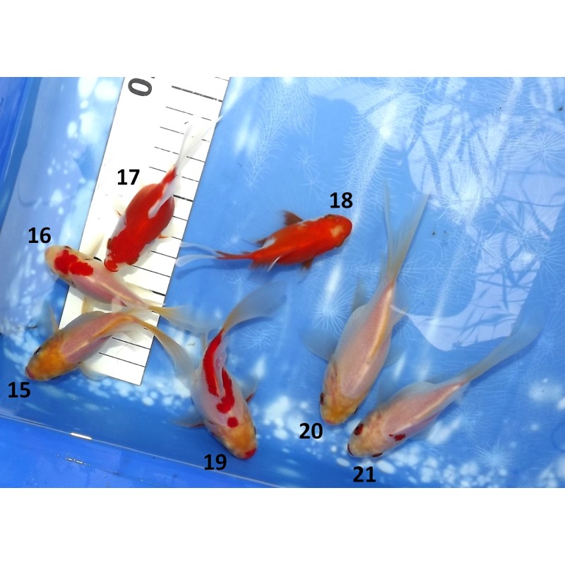 Shishidama bicolore n°15-21  9-15 cm