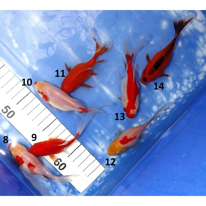 Shishidama bicolore n°8-14  9-15 cm