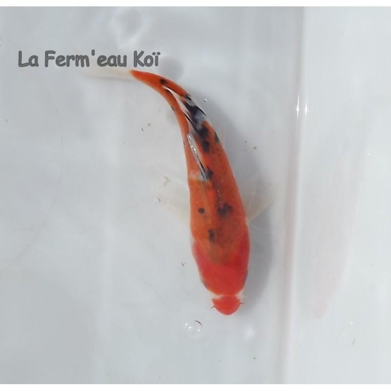 Showa 14-18cm Japon HIRASAWA tosaï