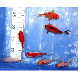 Shishidama bicolore n°8-14  9-15 cm