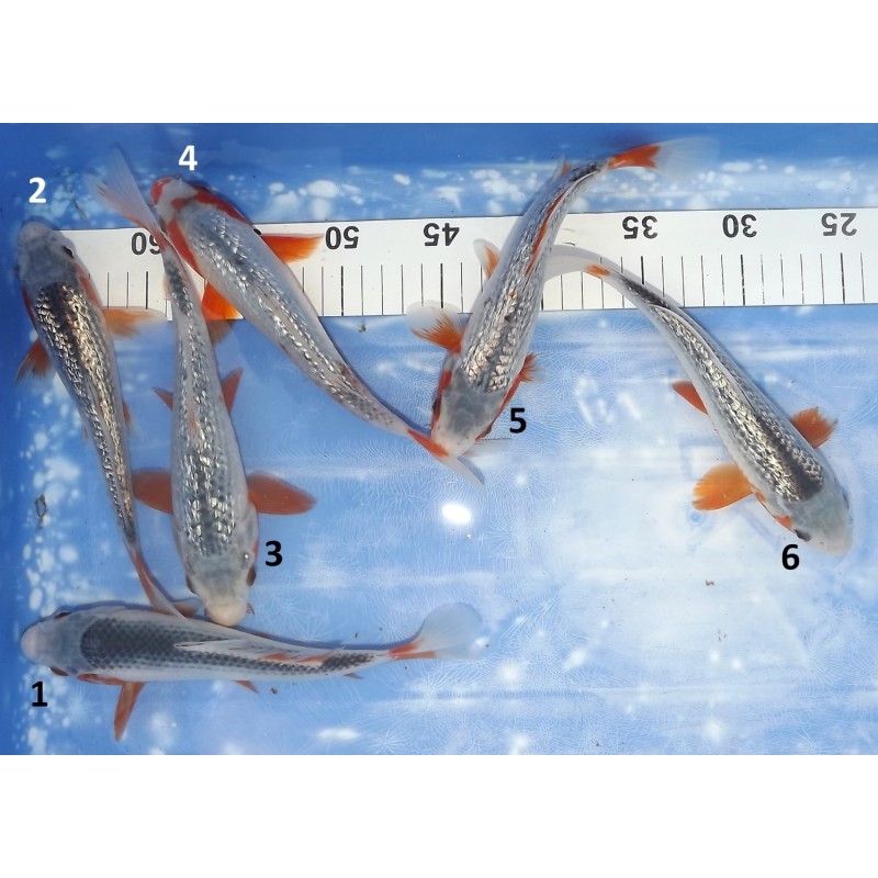 Ginrin Asagi et Asagi éleveur Kazehiro