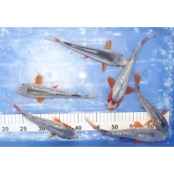 Ginrin Asagi et Asagi éleveur Kazehiro