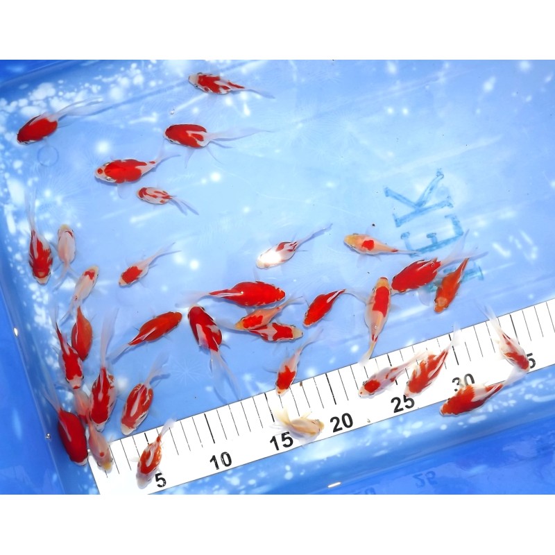 Tamasaba F1 lignées Hirashin X Kaneko 7-10 cm