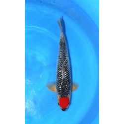 VHQ Femelle : Ginrin Tancho Goshiki 47cm éleveur Hiroï