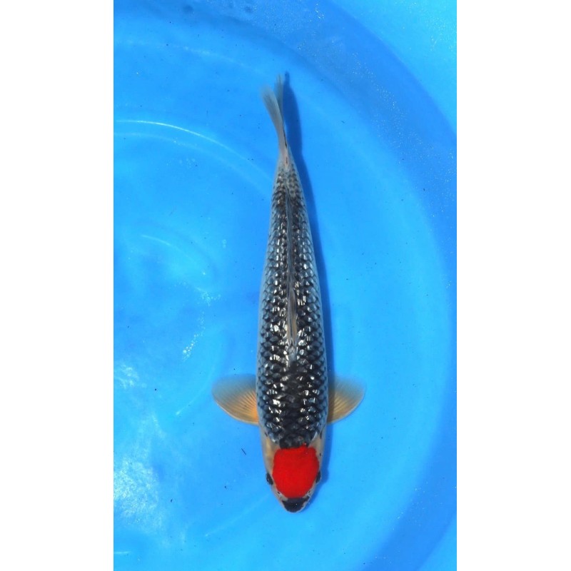 VHQ Femelle : Ginrin Tancho Goshiki 47cm éleveur Hiroï