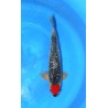 VHQ Femelle : Ginrin Tancho Goshiki 47cm éleveur Hiroï
