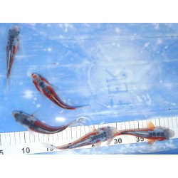 Tosaï 2025 : Shusui éleveur Kazehiro 13-18cm