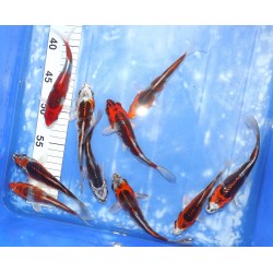 Tosaï 2025 : Kujaku éleveur Kazehiro 13-18cm