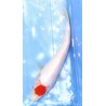 Tancho Kohaku éleveur Saïto Koi Farm