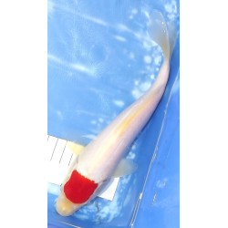 Tancho Kohaku HQ élevage Ooya