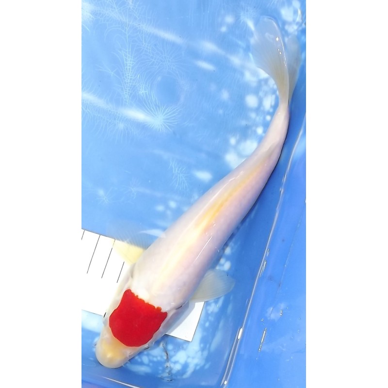 Tancho Kohaku HQ élevage Ooya