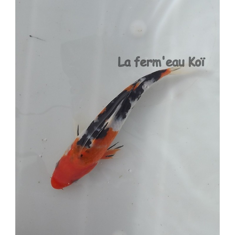 Showa 14-18cm Japon HIRASAWA tosaï