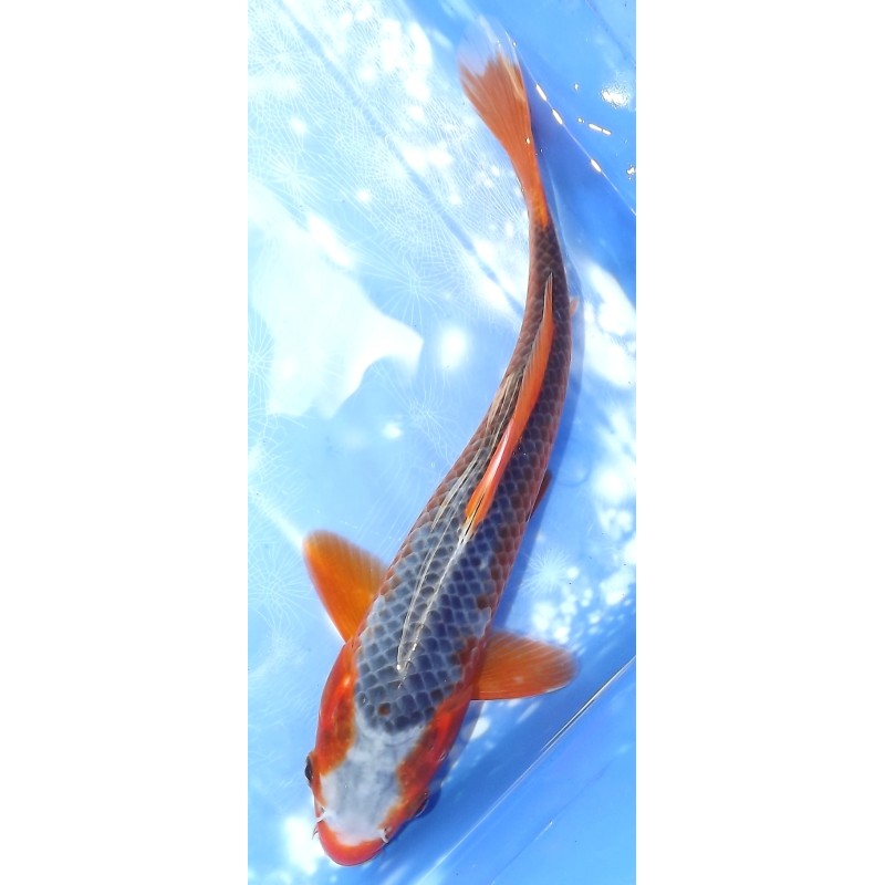 Asagi HQ élevage Ooya