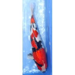 Jumbo Tosaï : Showa éleveur Isa Koï Farm