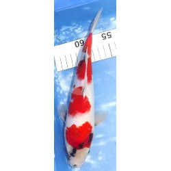 Jumbo Tosaï : Showa éleveur Isa Koï Farm