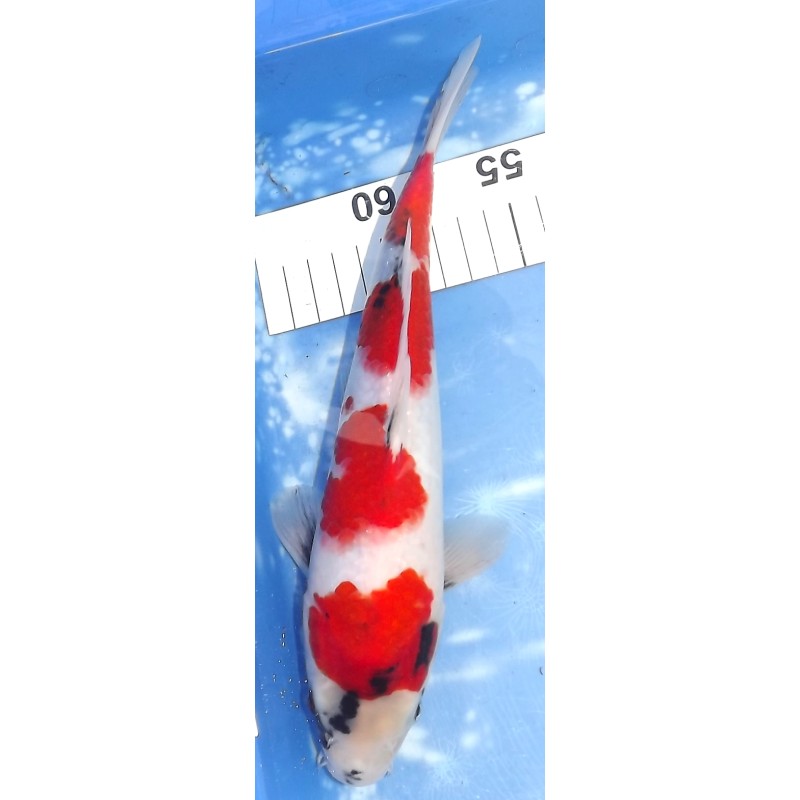 Jumbo Tosaï : Showa éleveur Isa Koï Farm