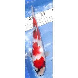 Jumbo Tosaï : Showa éleveur Isa Koï Farm