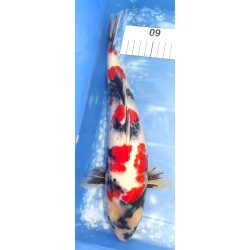 Jumbo Tosaï : Showa éleveur Isa Koï Farm