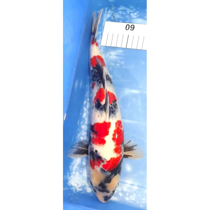 Jumbo Tosaï : Showa éleveur Isa Koï Farm