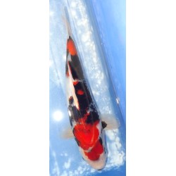 Jumbo Tosaï : Showa éleveur Isa Koï Farm