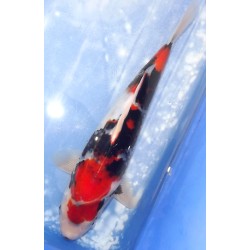 Jumbo Tosaï : Showa éleveur Isa Koï Farm