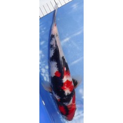 Jumbo Tosaï : Showa éleveur Isa Koï Farm