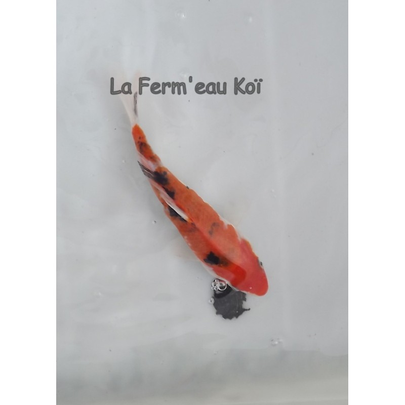 Hi sanke 14-18cm Japon HIRASAWA tosaï