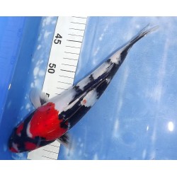 Jumbo Tosaï : Showa éleveur Isa Koï Farm