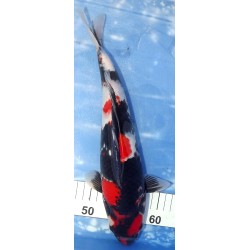 Jumbo Tosaï : Showa éleveur Isa Koï Farm