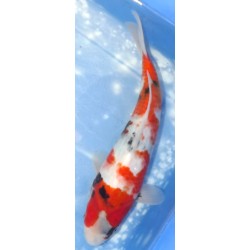 Jumbo Tosaï : Showa éleveur Isa Koï Farm