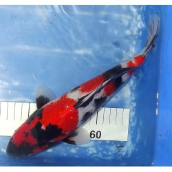 Jumbo Tosaï : Showa éleveur Isa Koï Farm