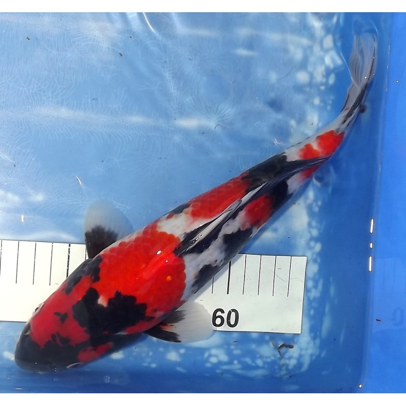 Jumbo Tosaï : Showa éleveur Isa Koï Farm