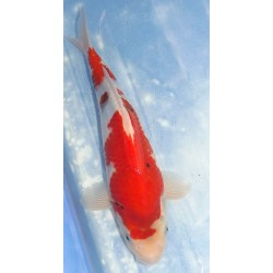 Jumbo Tosaï : Showa éleveur Isa Koï Farm