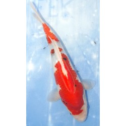 Jumbo Tosaï : Showa éleveur Isa Koï Farm