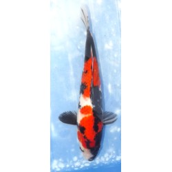 Jumbo Tosaï : Showa éleveur Isa Koï Farm