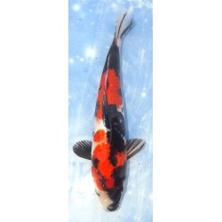 Jumbo Tosaï : Showa éleveur Isa Koï Farm